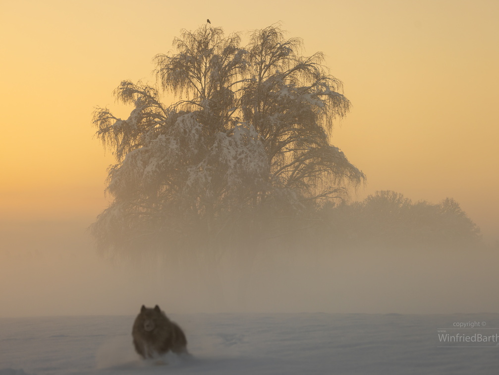 Sonnenaufgang bei klirrender Kaelte -mit Wolfsspitz